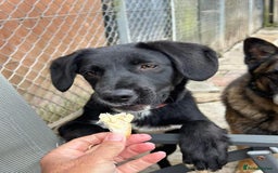 Mixed Breed dogs for adoption: Barney - Norwich norfolk  - Image 17