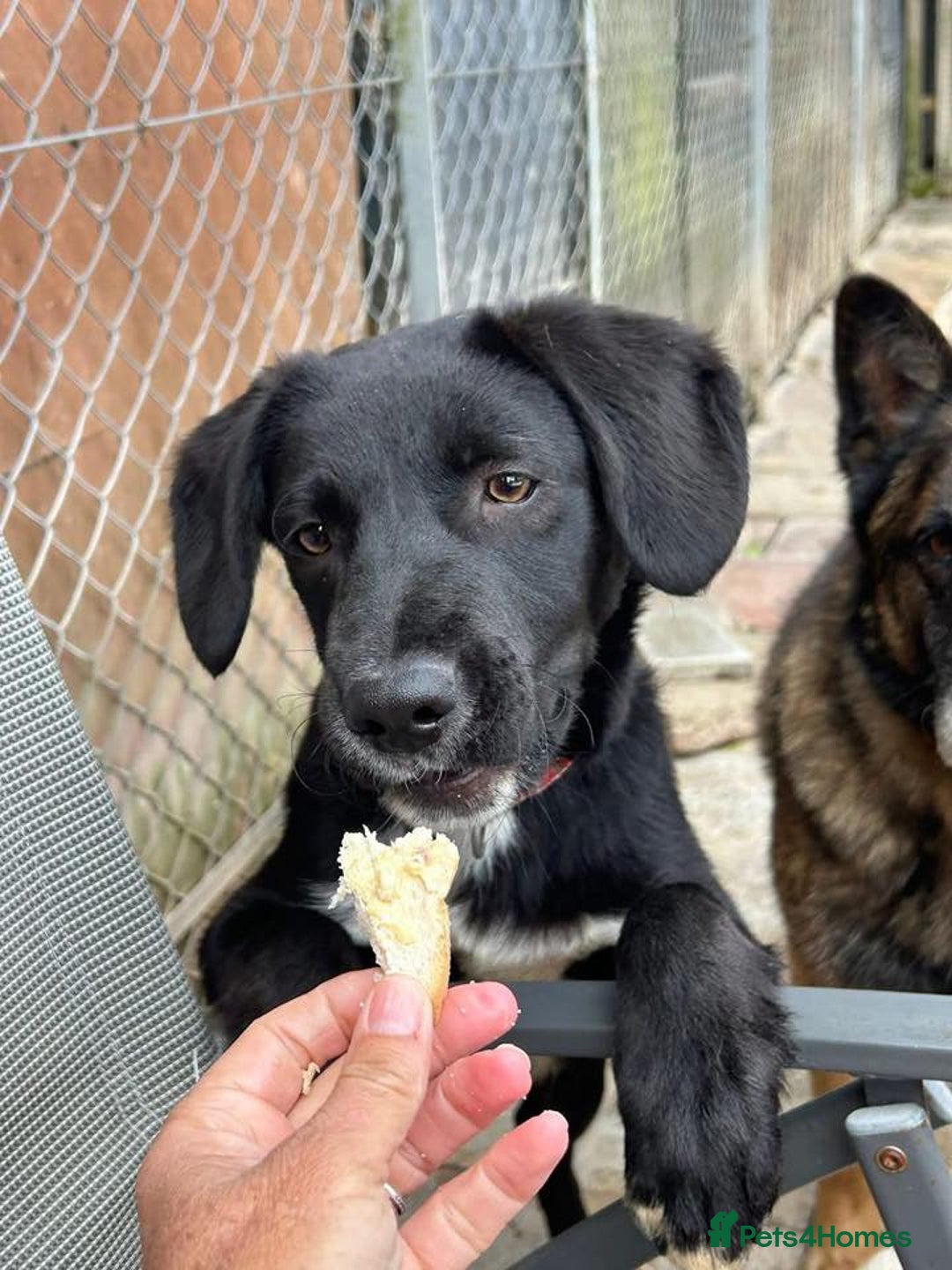 Mixed Breed dogs for adoption: Barney - Norwich norfolk  - Image 17
