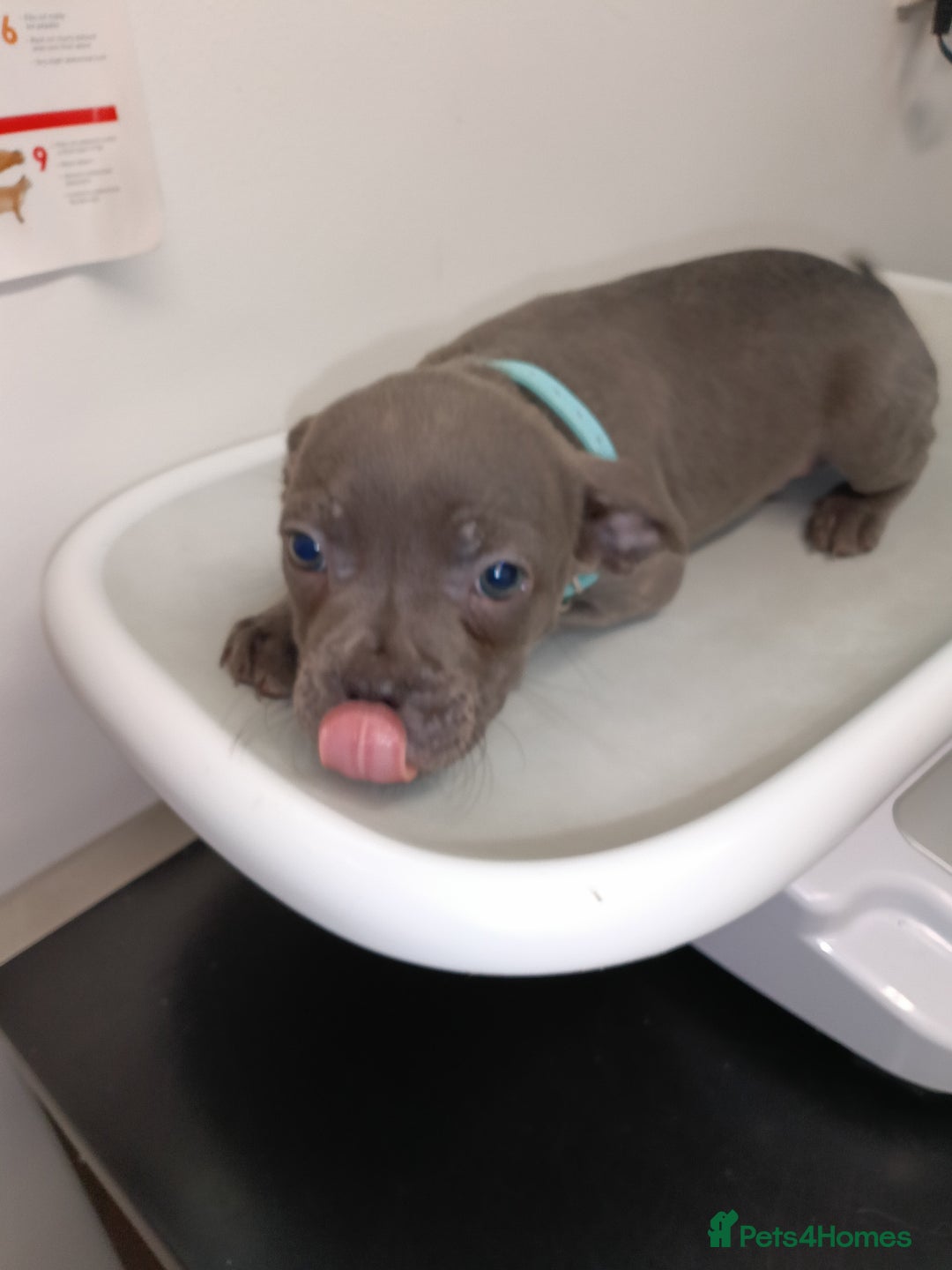 Mixed Breed dogs for sale: 6 little cuties 😍 - Advert 5