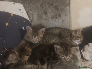 Bengal cats Bengal kittens - Advert 1