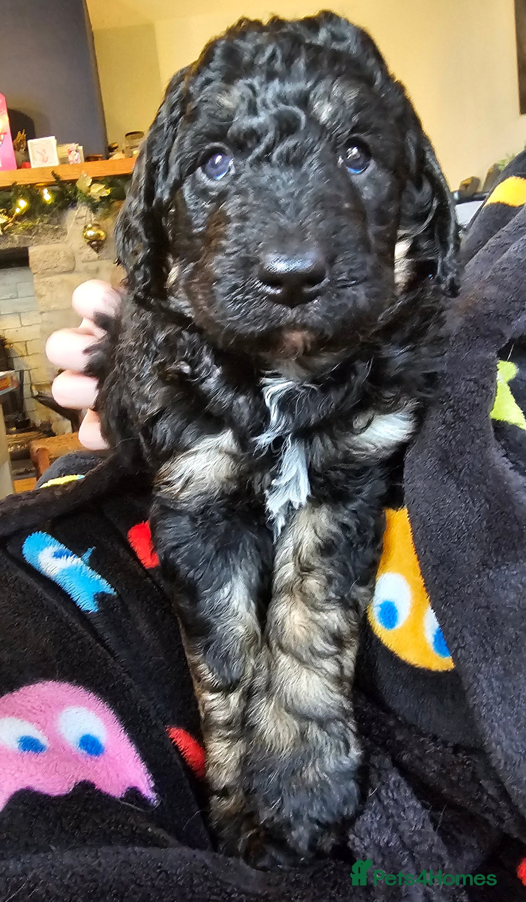 Bernedoodle dogs for sale: Exceptional Quality ❤️ Health tested  - Advert 10