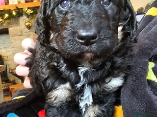 Bernedoodle dogs Final 2 available for reservation ❤️ - Advert 2