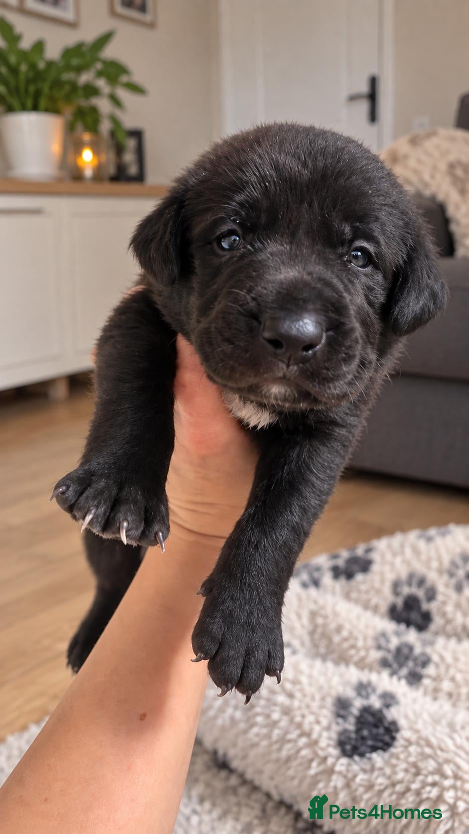 Borador dogs Beautiful borador puppies  - Advert 2