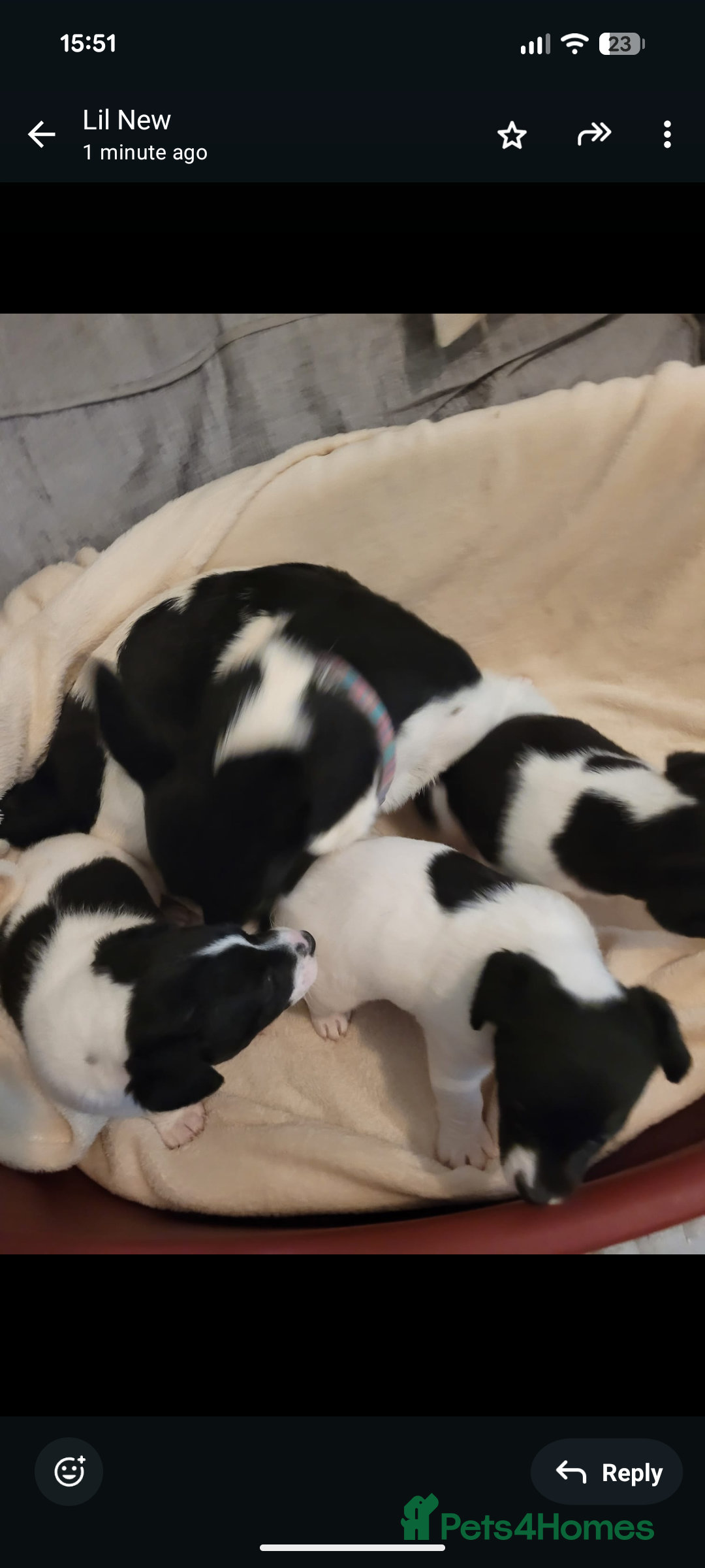 Jack Russell dogs for sale: 3 beautiful pups  - Image 6