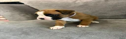 Boxer dogs for sale: Boxer puppies available to reserve  - Advert 3
