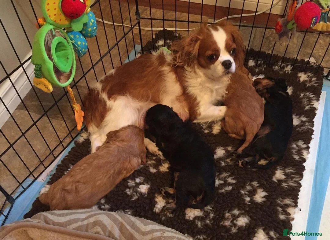 Cavalier King Charles Spaniel dogs for sale: Cavalier puppies for sale in Watford - Advert 1