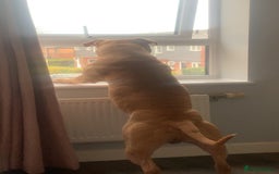 Mixed Breed dogs for sale: Mr bear  - Image 5