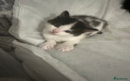 Mixed Breed cats for sale: Kittens - Image 5