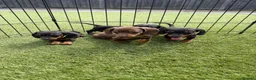 Dachshund dogs for sale: Dachshund  - Advert 19