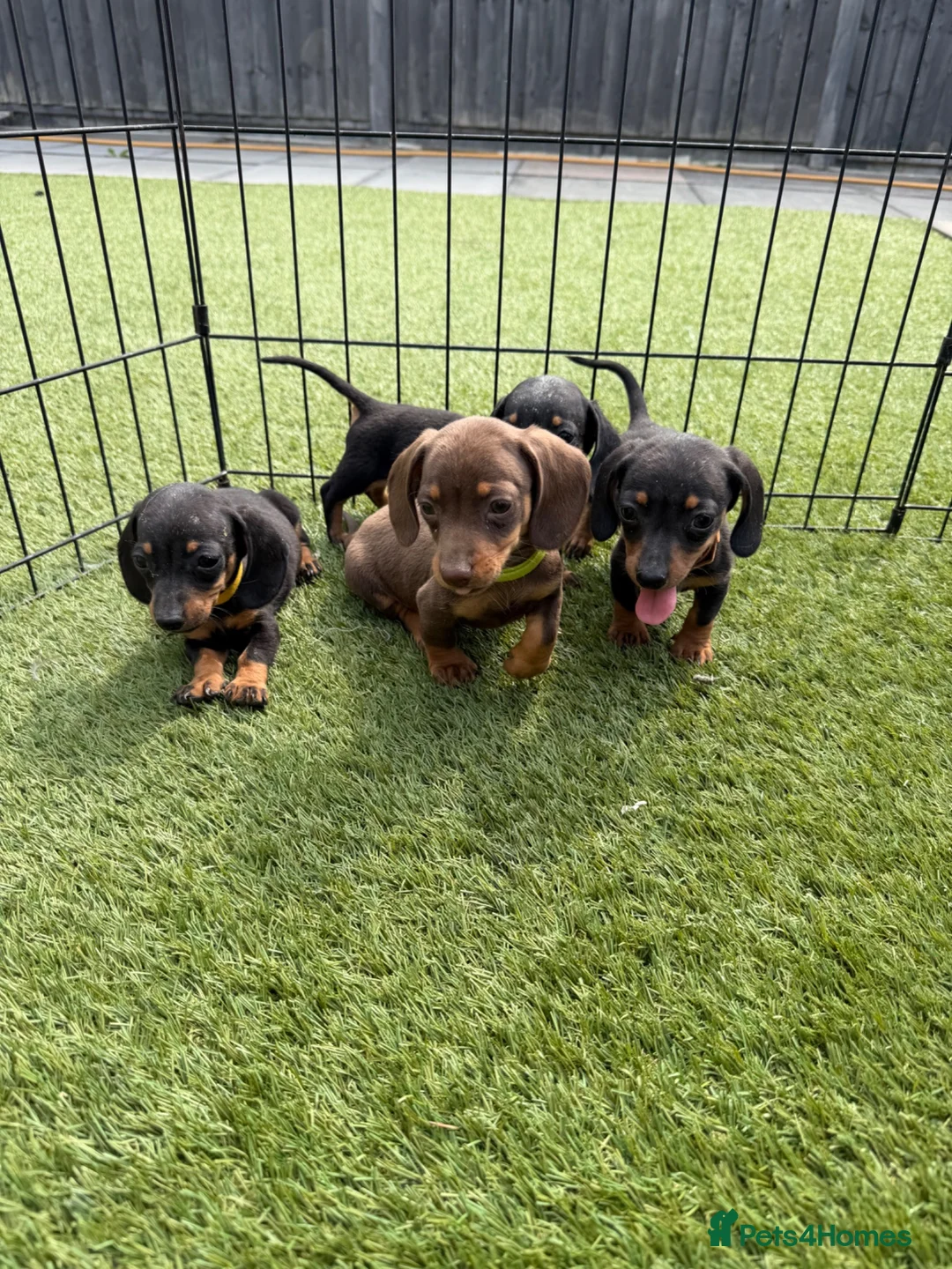 Dachshund dogs for sale: Dachshund  - Advert 19
