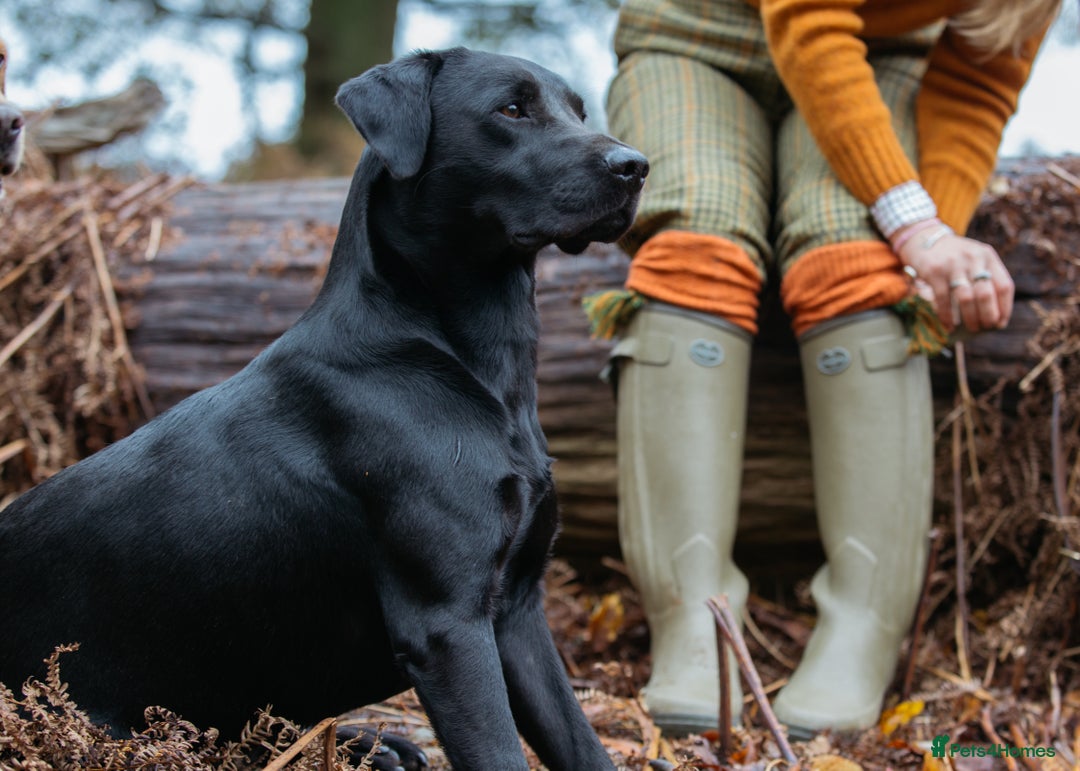 Labrador Retriever dogs for sale: Kc registered, family & working puppies for sale  - Advert 8