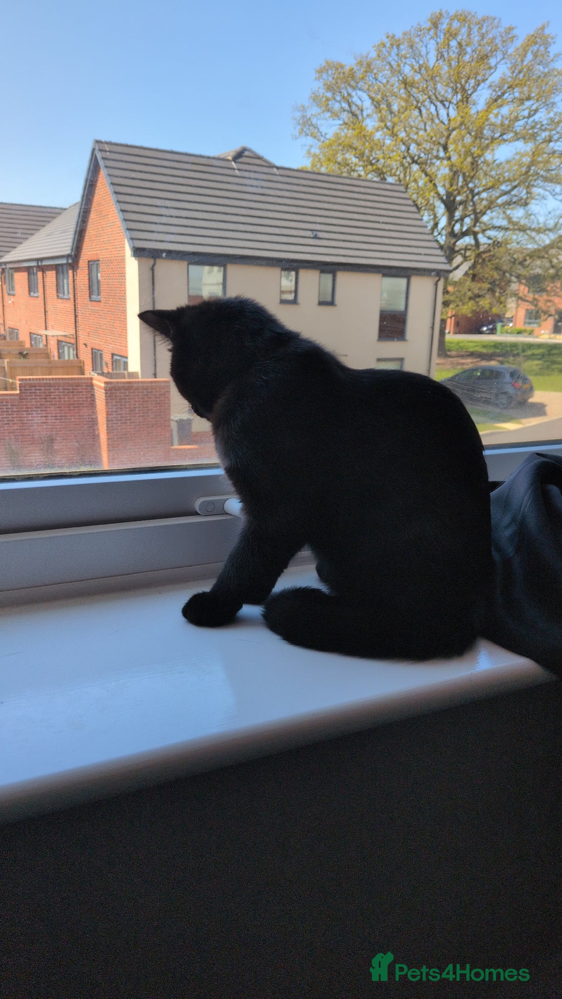 Mixed Breed cats Truffles black kitten  - Advert 1