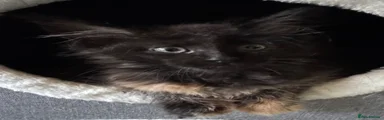 Maine Coon Kitten 3