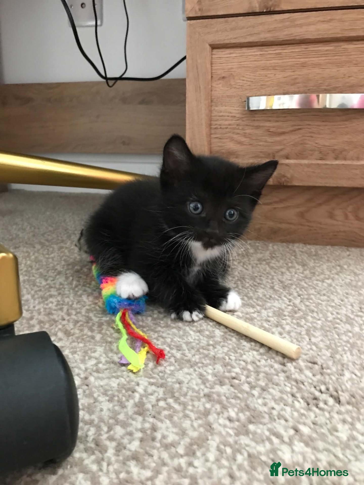 Mixed Breed cats Cute kittens for sale - Advert 5