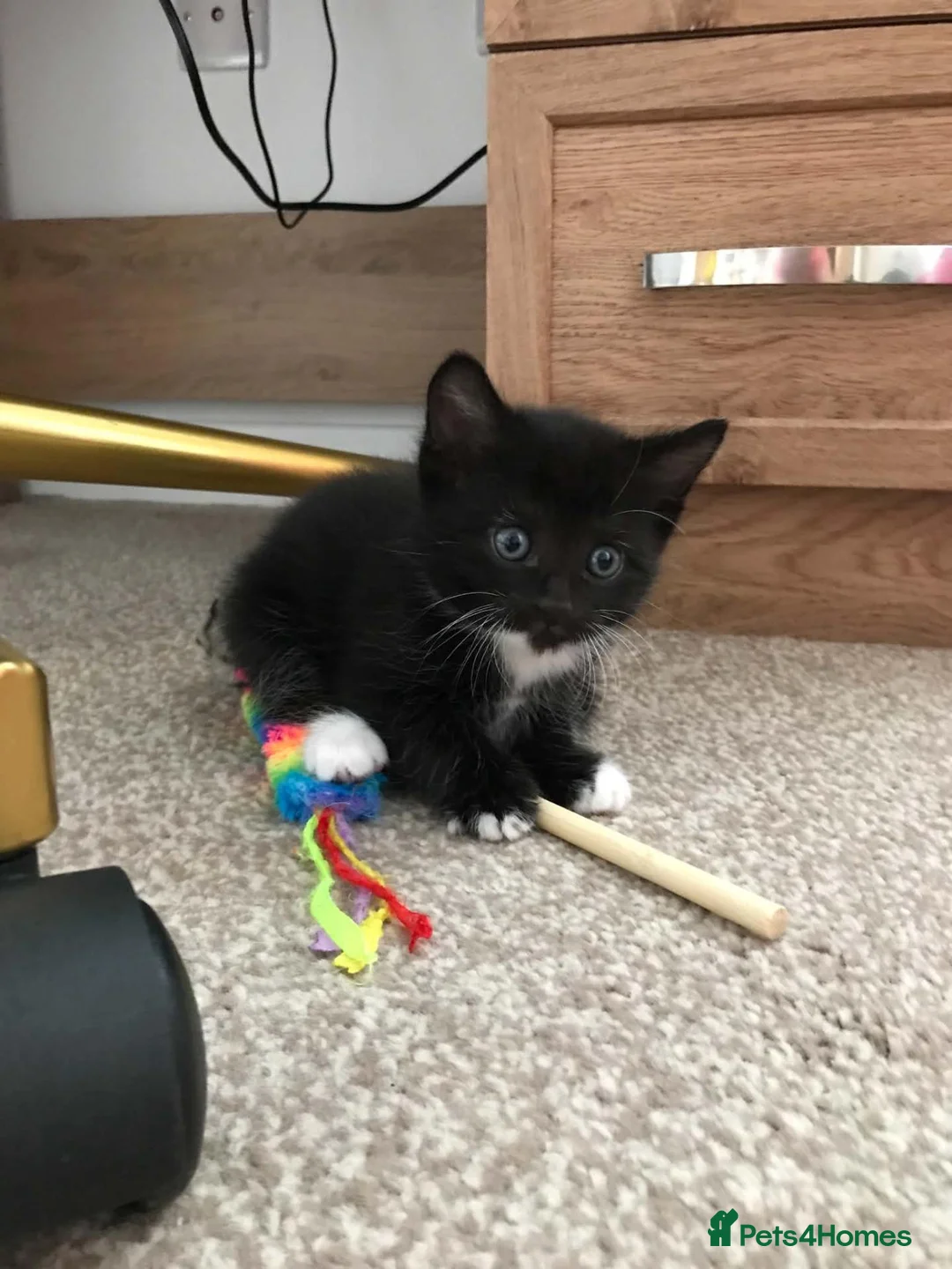 Mixed Breed cats for sale: Cute kittens for sale - Advert 1