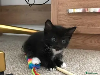 Mixed Breed cats Cute kittens for sale - Advert 5