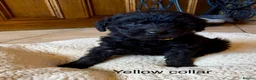 Labradoodle dogs for sale: Miniature Labradoodles- from experienced breeder - Advert 24