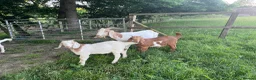 Goats livestock for sale: Boer x Anglo Nubian goats for sale  - Advert 3