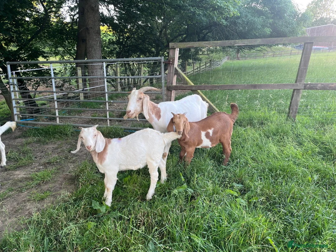 Goats livestock for sale: Boer x Anglo Nubian goats for sale  - Advert 3