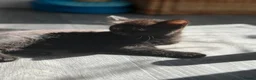 Mixed Breed cats for sale: Kittens  in Knaresborough - Advert 13