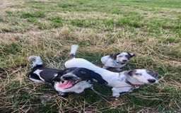 Dachshund dogs for sale: White/Black/Tan,gray long-haired dachshund puppies - Image 19