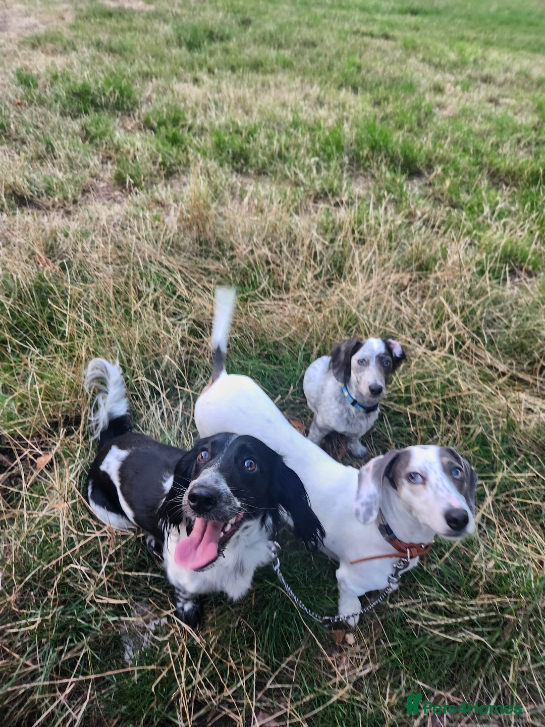 Dachshund dogs for sale: White/Black/Tan,gray long-haired dachshund puppies - Image 19