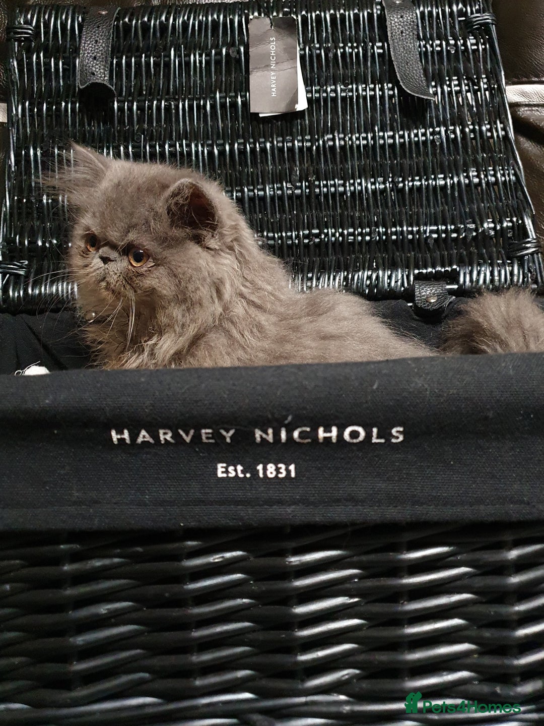 Persian cats for stud: GCCF REGISTERED PERSIAN STUD CHAMPION LINES PROVEN in London - Image 5