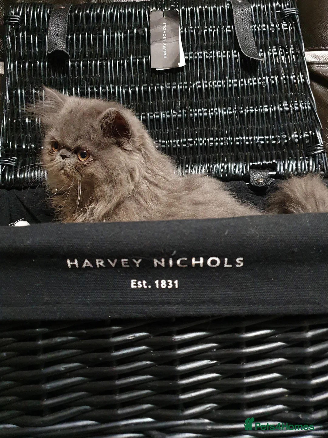 Persian cats for stud: GCCF REGISTERED PERSIAN STUD CHAMPION LINES PROVEN in London - Advert 11