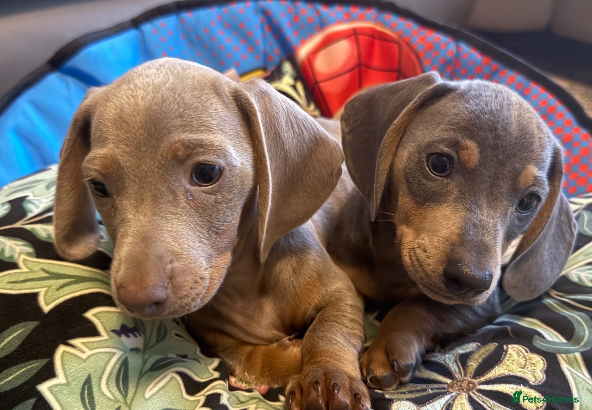 Dachshund dogs Beautiful Dachshund puppies  - Advert 1