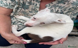 Mixed Breed dogs for sale: Staff collie cross puppies  - Image 3