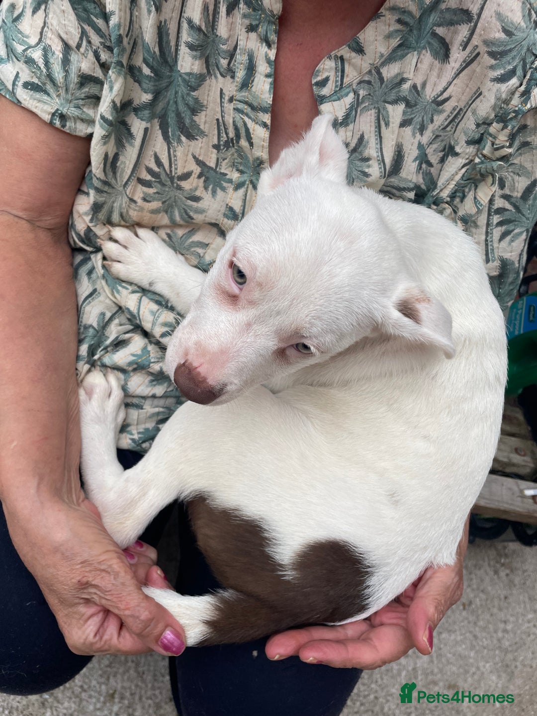 Mixed Breed dogs for sale: Staff collie cross puppies  - Image 3