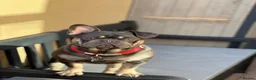 French Bulldog dogs for sale: Hugo & Stanley Frenchie Brothers - Advert 8