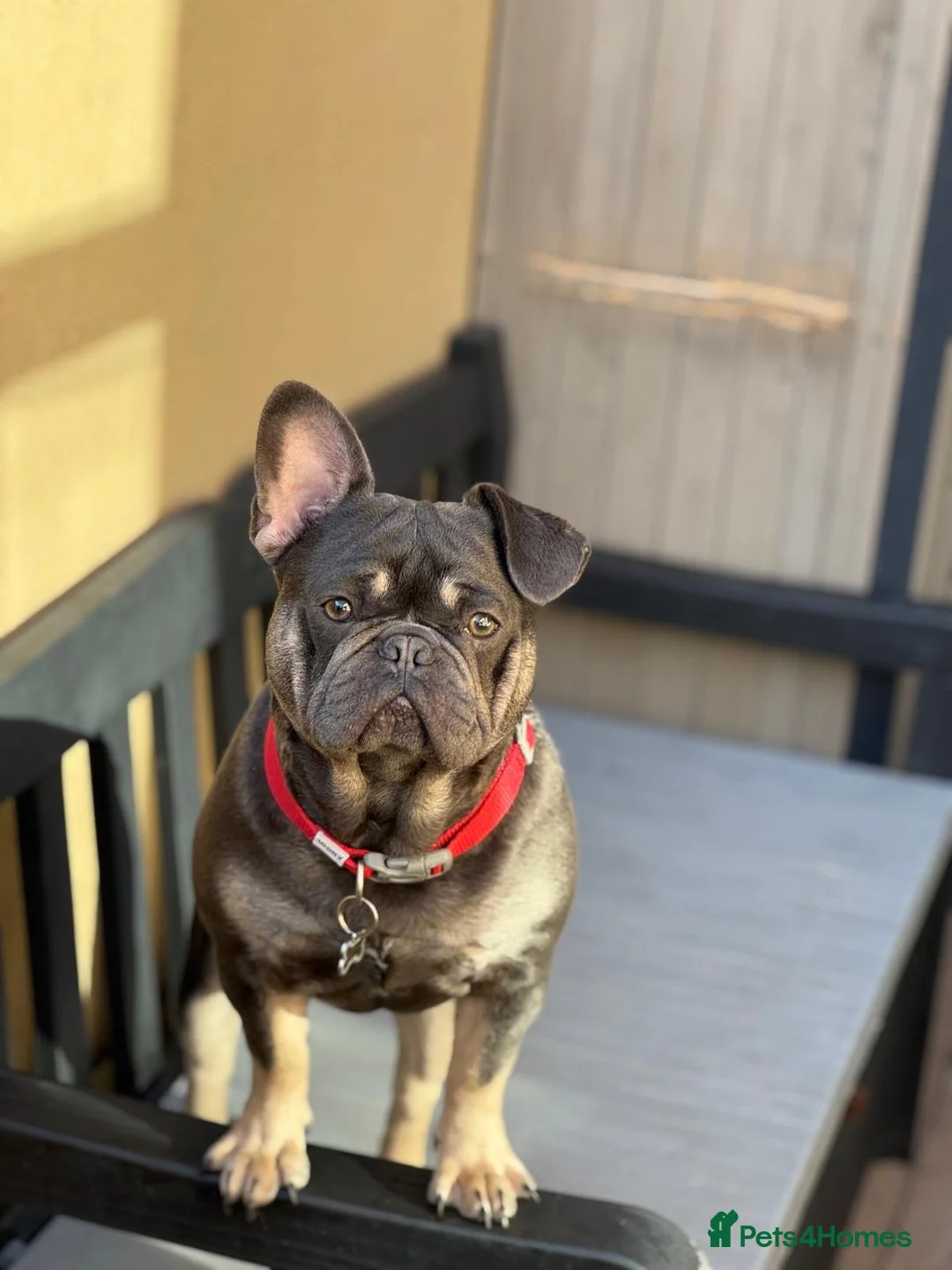 French Bulldog dogs for sale: Hugo & Stanley Frenchie Brothers - Advert 8