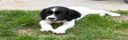 English Springer Spaniel dogs for sale: LAST BOY READY NOW! IR FTCH Sired  - Advert 6