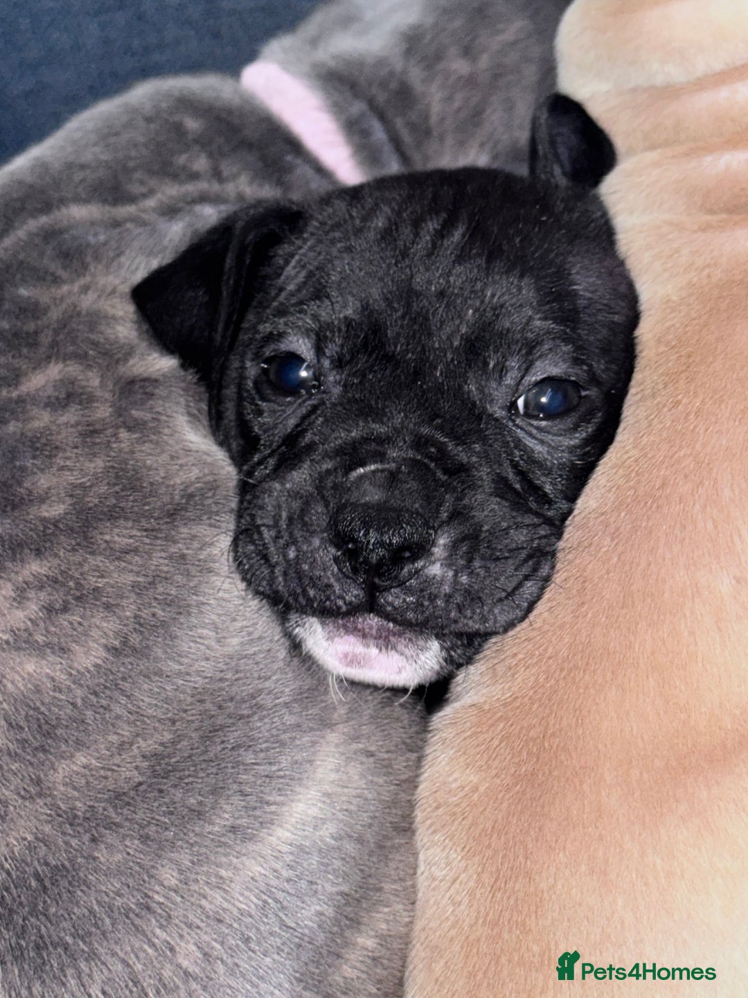 Mixed Breed dogs for sale: 2 black/brindle boys remaining  - Advert 9