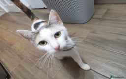 Mixed Breed cats for sale: Adorable Female Cat for Sale - Image 6