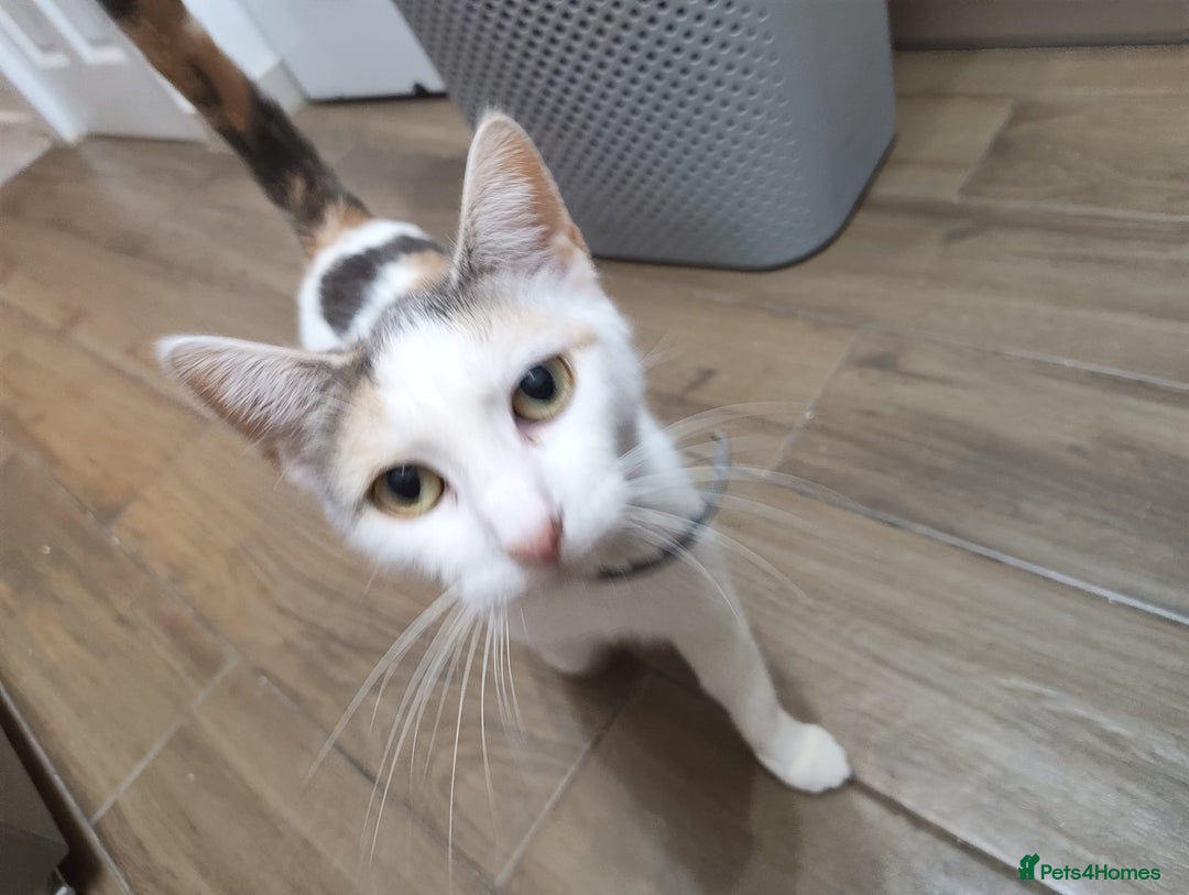 Mixed Breed cats for sale: Adorable Female Cat for Sale - Image 6