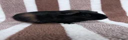 Guinea Pig rodents for sale: Sow guinea pig babies  - Advert 2