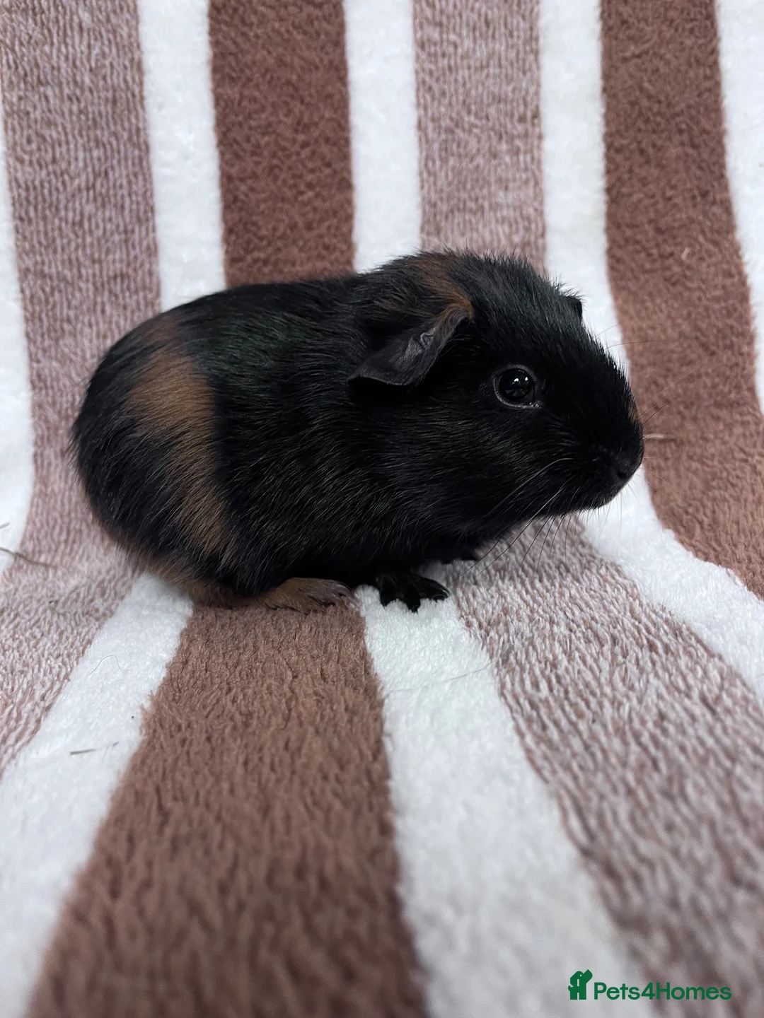 Guinea Pig rodents for sale: Sow guinea pig babies  - Advert 2