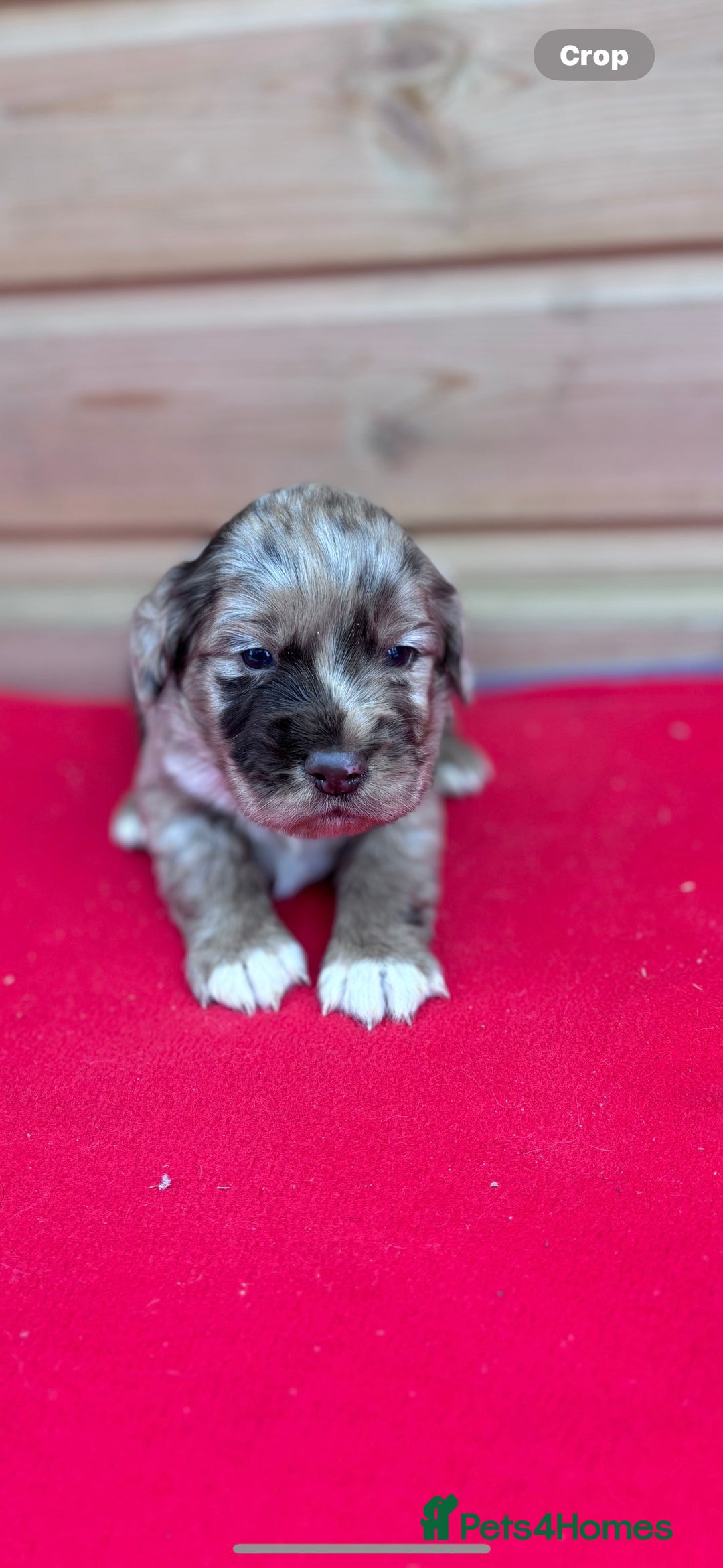 Sprocker dogs for sale: Sprocker spaniel puppies  - Image 4