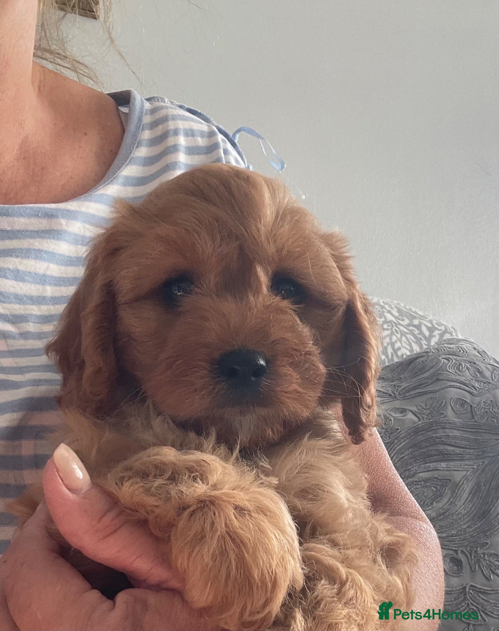 Cavapoo dogs 🐩🐶🐾FULLY HEALTH CLEAR F1 CAVAPOO🐾🐶🐩  - Advert 10