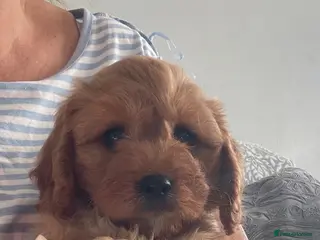 Cavapoo dogs 🐩🐶🐾FULLY HEALTH CLEAR F1 CAVAPOO🐾🐶🐩 - Advert 10