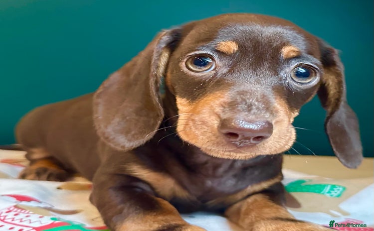Miniature Dachshund dogs - Advert 3