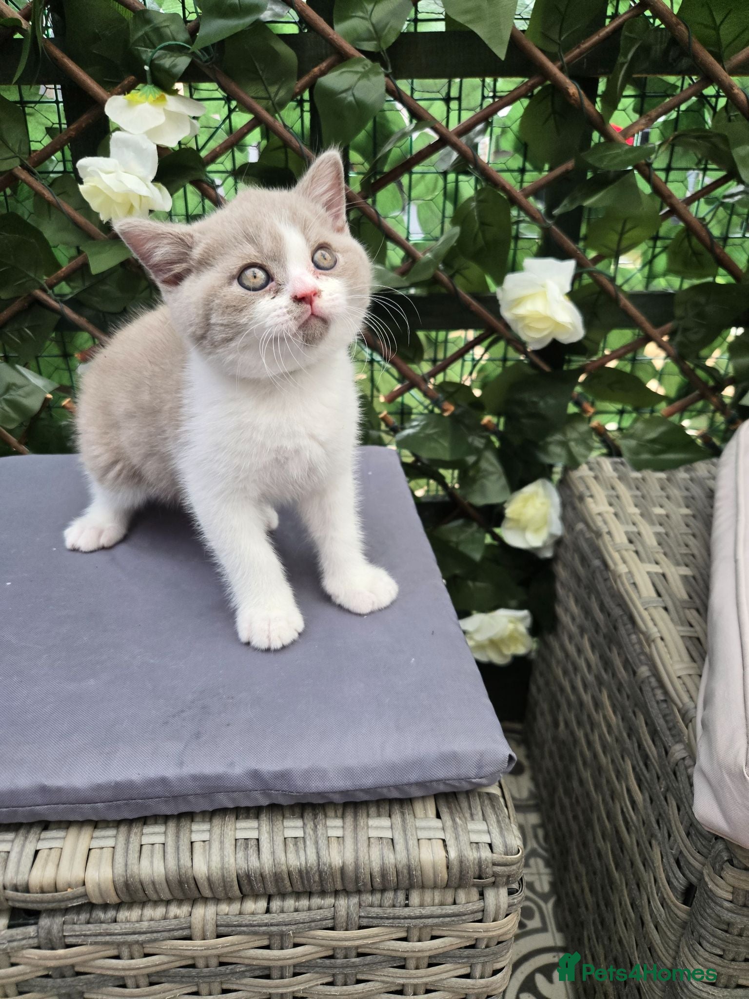 British Shorthair cats Ready now Britishorthairs kittens 1 boys 1 girl  - Advert 6