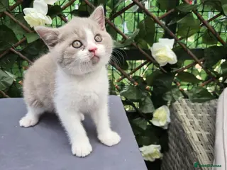 British Shorthair cats Ready now Britishorthairs kittens 1 boys 1 girl - Advert 6