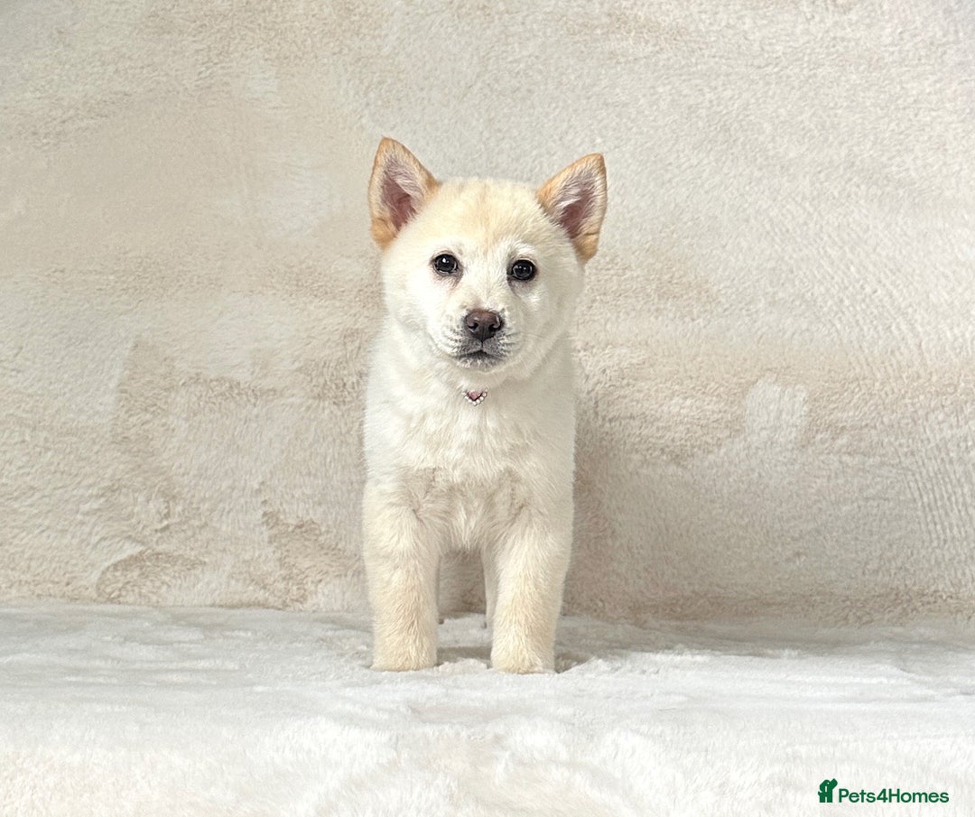 Chow Chow dogs for sale: Stunning genuine chowsky puppies for sale  - Image 12