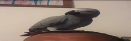 Parrots birds for sale: African grey parrot in Warwick - Advert 4