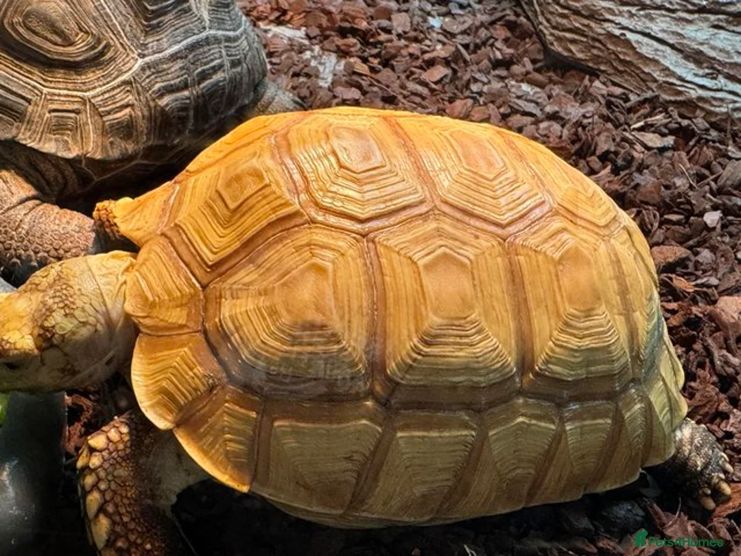 Tortoise reptiles for sale: Sulcata (True Ivory)  in Epsom - Advert 2