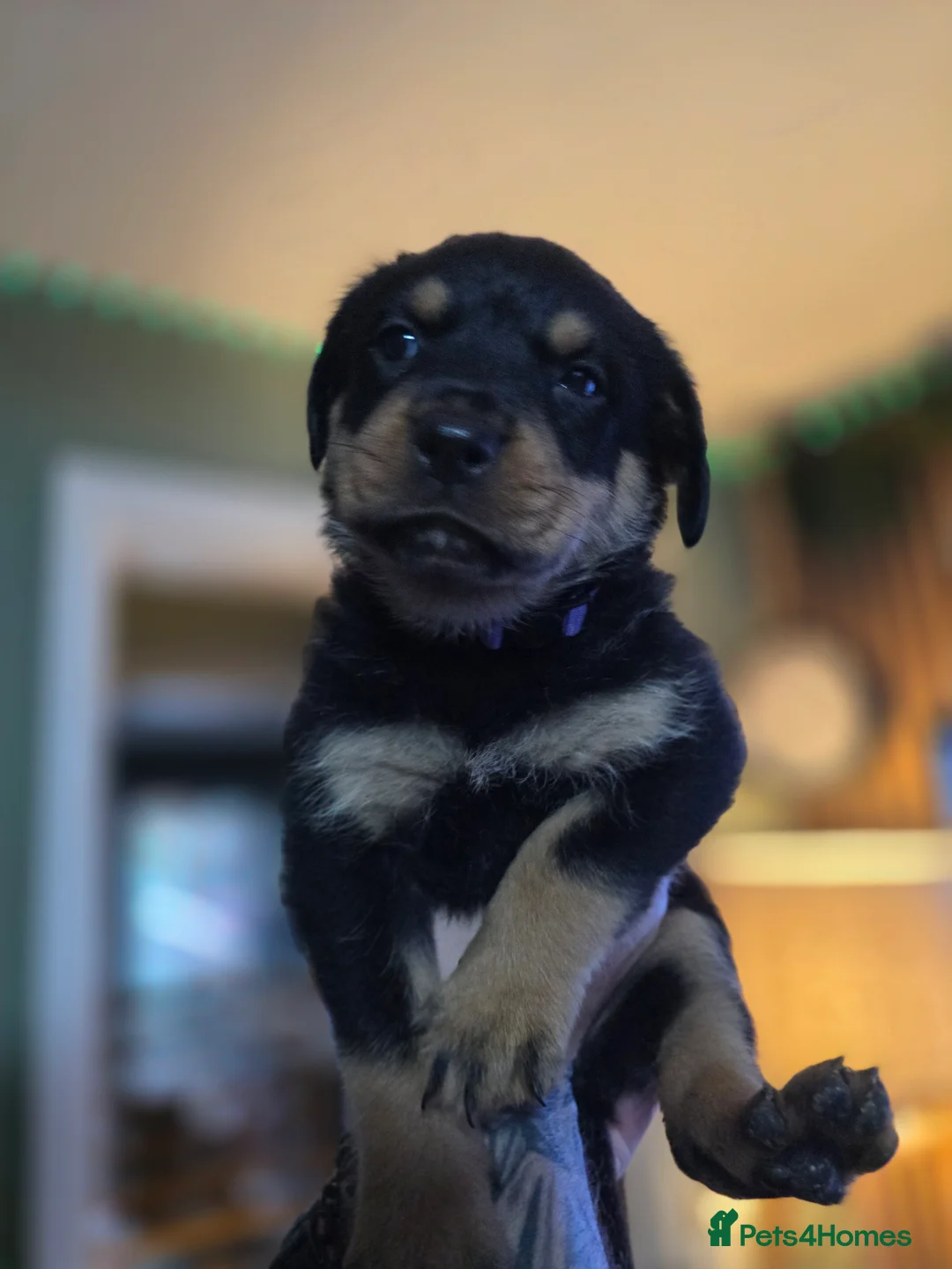 Rottweiler dogs for sale: Stunning chunky Rottweiler puppies  - Advert 3