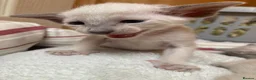 Siamese cats for sale: Siamese kittens - Advert 15